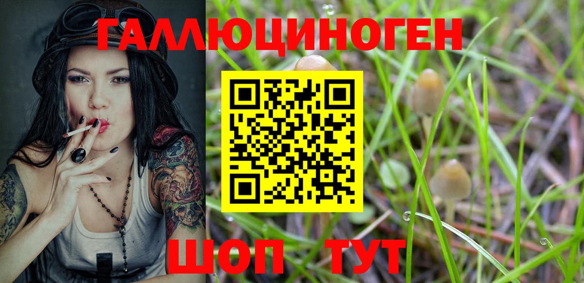 Псилоцибиновые грибы Psilocybine cubensis Гуково